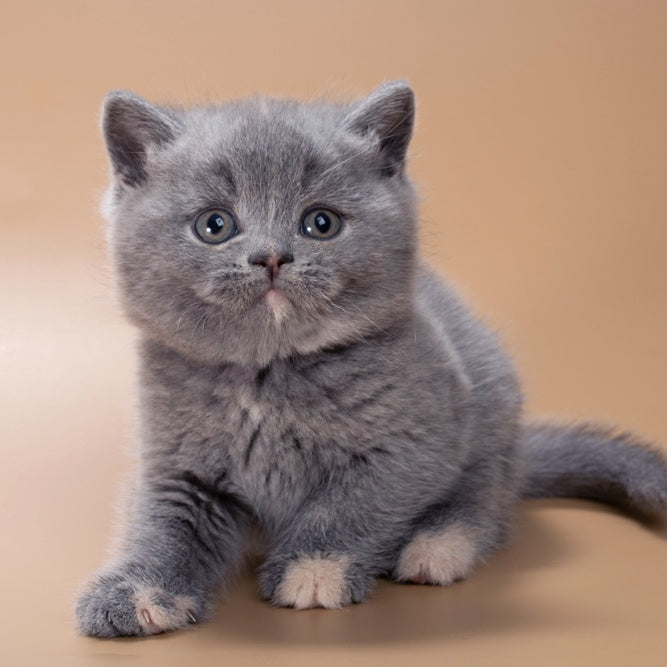 Quimby British Shorthair female, blue tortie