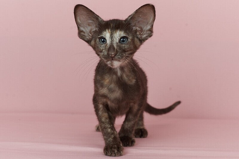 Queen Oriental Shorthair female chocolate tortie - live animals