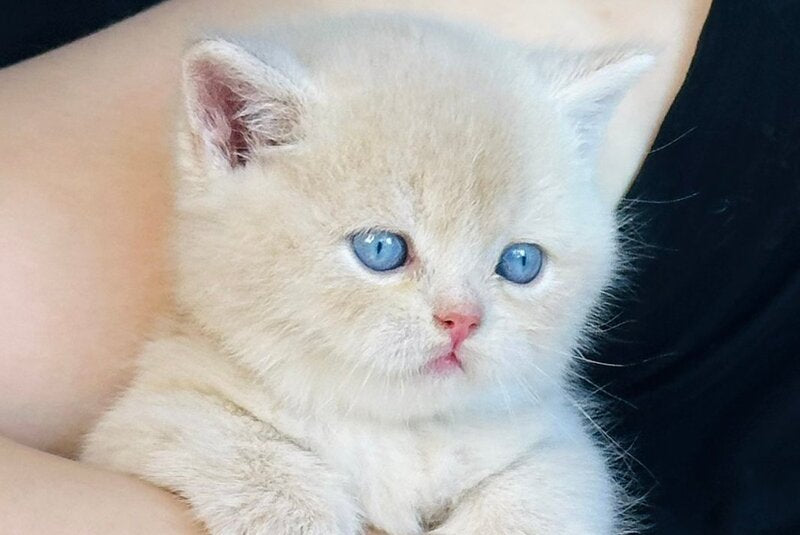 Elian British Shorthair male, cream golden