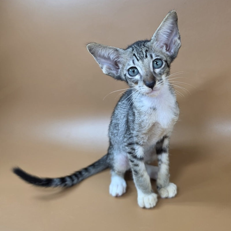 Yoshi Oriental Shorthair male, black spotted tabby mitted