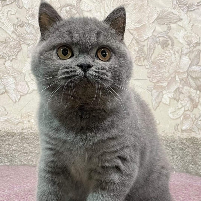 Patrissiya British Shorthair female, blue