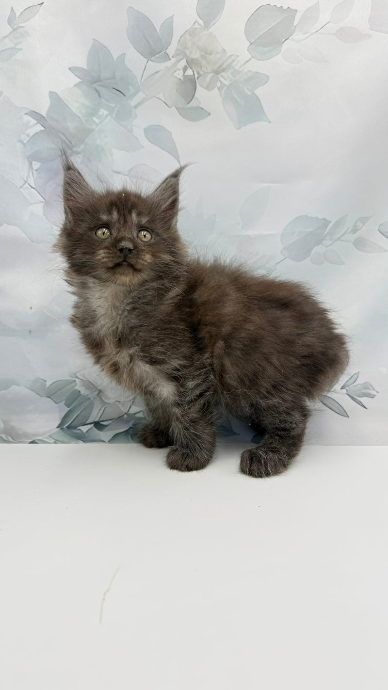 Angor Maine Coon male, black silver