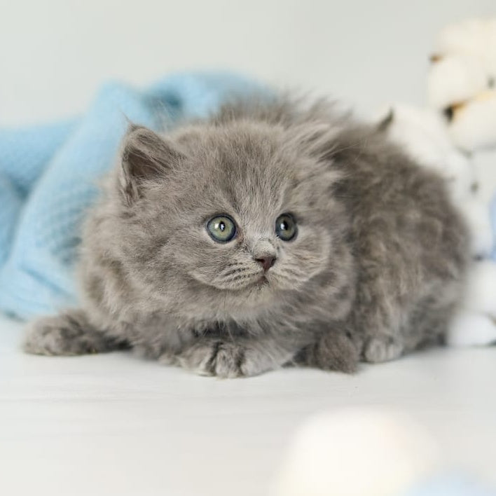 Pevana British Longhair female, blue