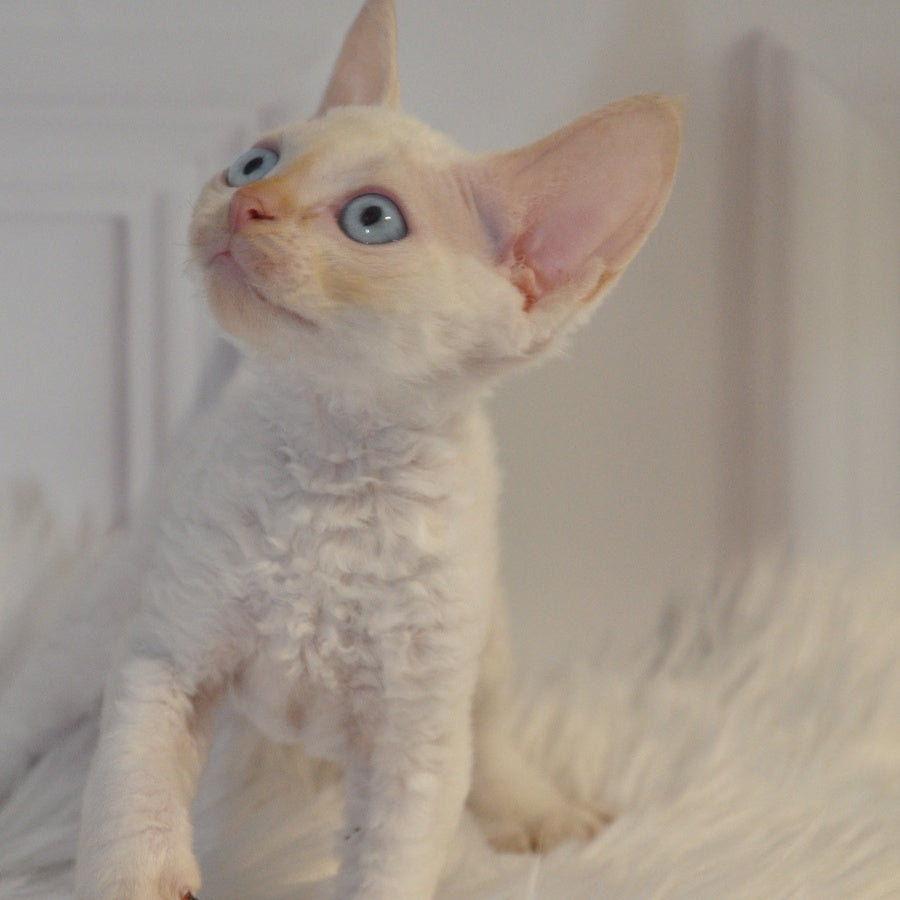 Armaf Devon Rex male, red pointed