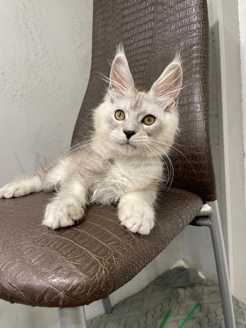 King Maine Coon male, black silver ticked tabby