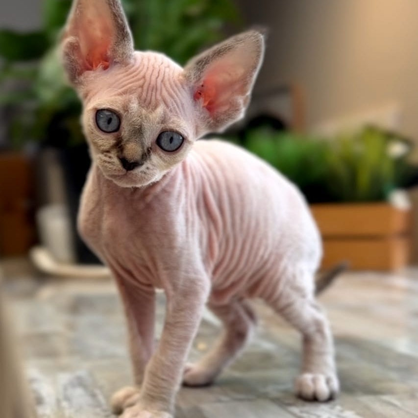Sunny Devon Rex female, black tortie harlequin tabby pointed