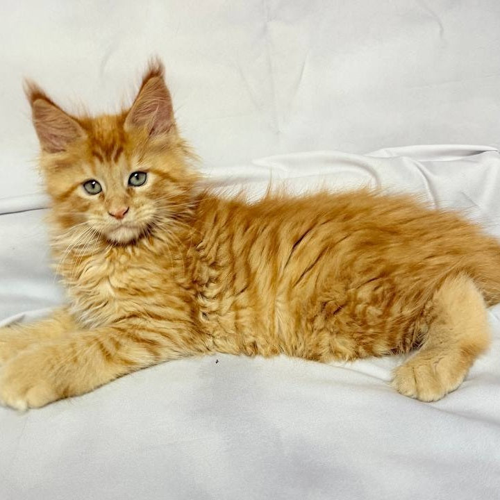 Maximilian Maine Coon male, red