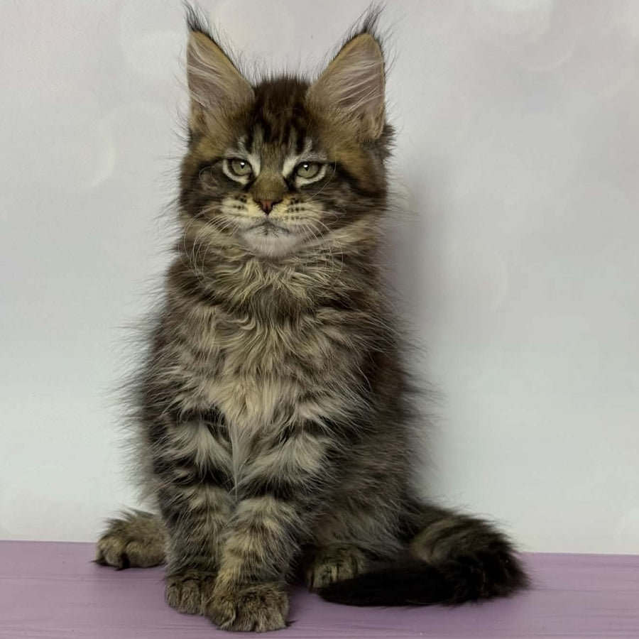 Fanta Maine Coon female, black spotted tabby