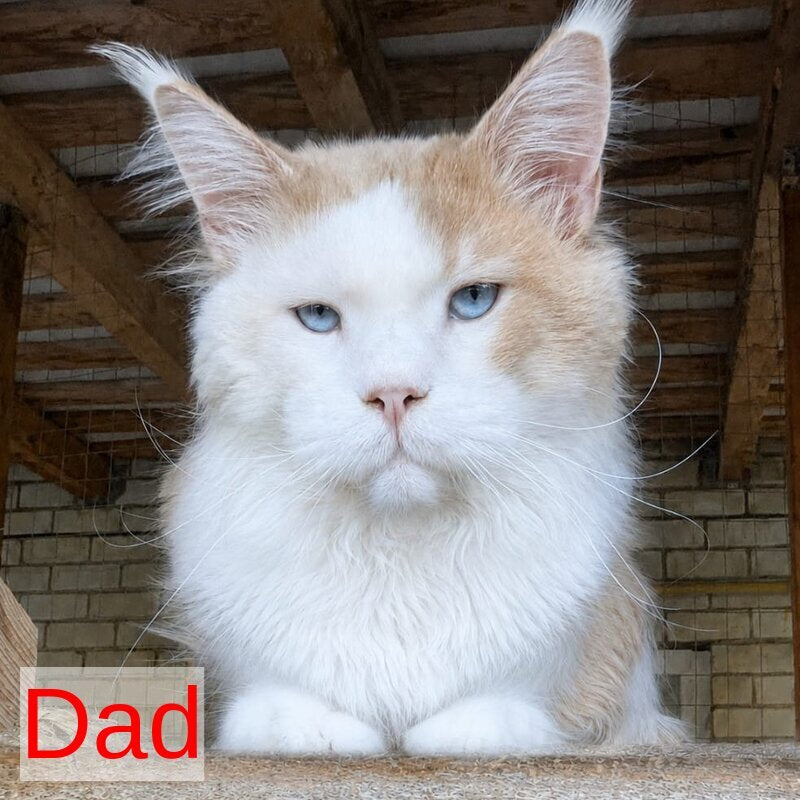 Domino Maine Coon polydactyl 6x6x6x6 male, black ticked tabby bicolour