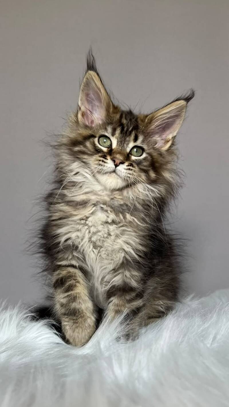 Flint Maine Coon male, black tabby