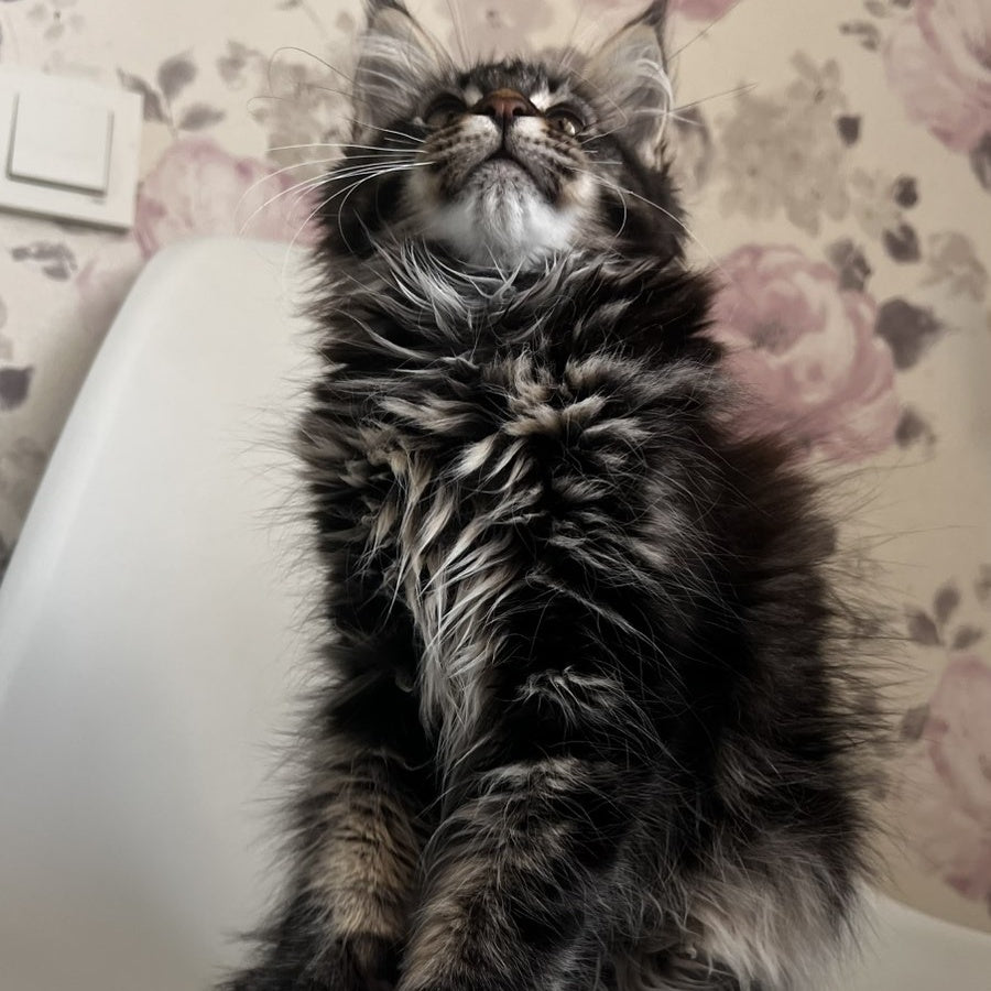 Sebastian Maine Coon male, black tabby