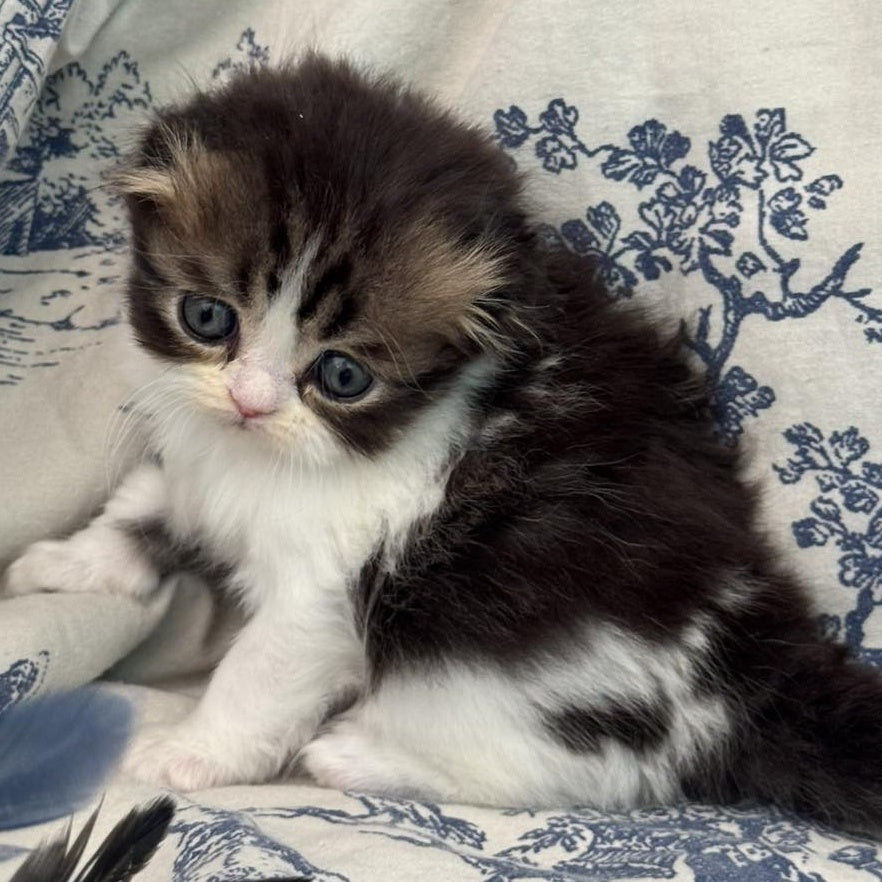 Karat Scottish Fold female, black tabby bicolour
