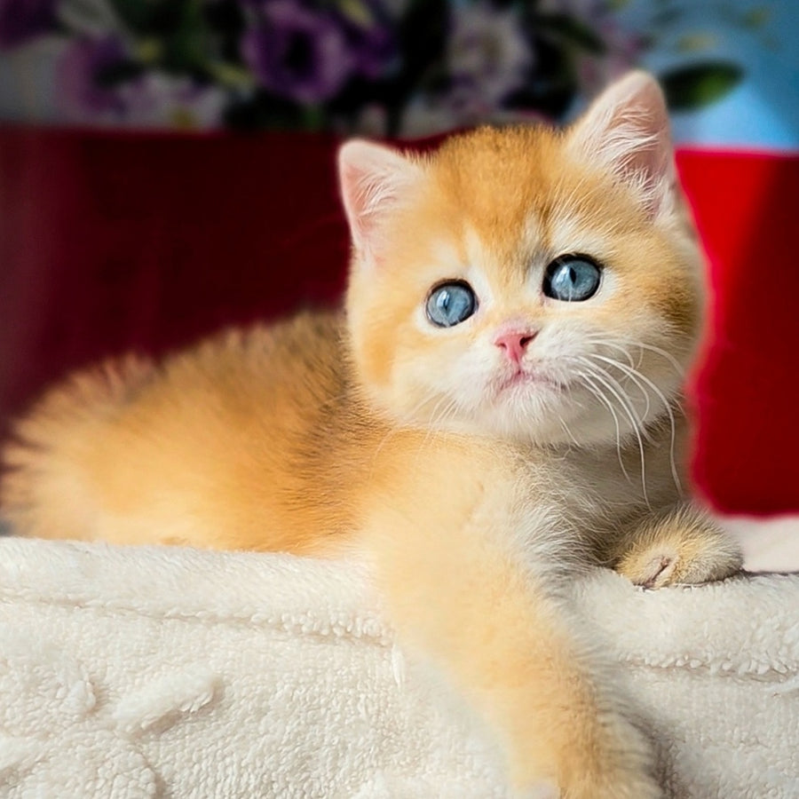 Tiffany British Shorthair female, black golden chinchilla