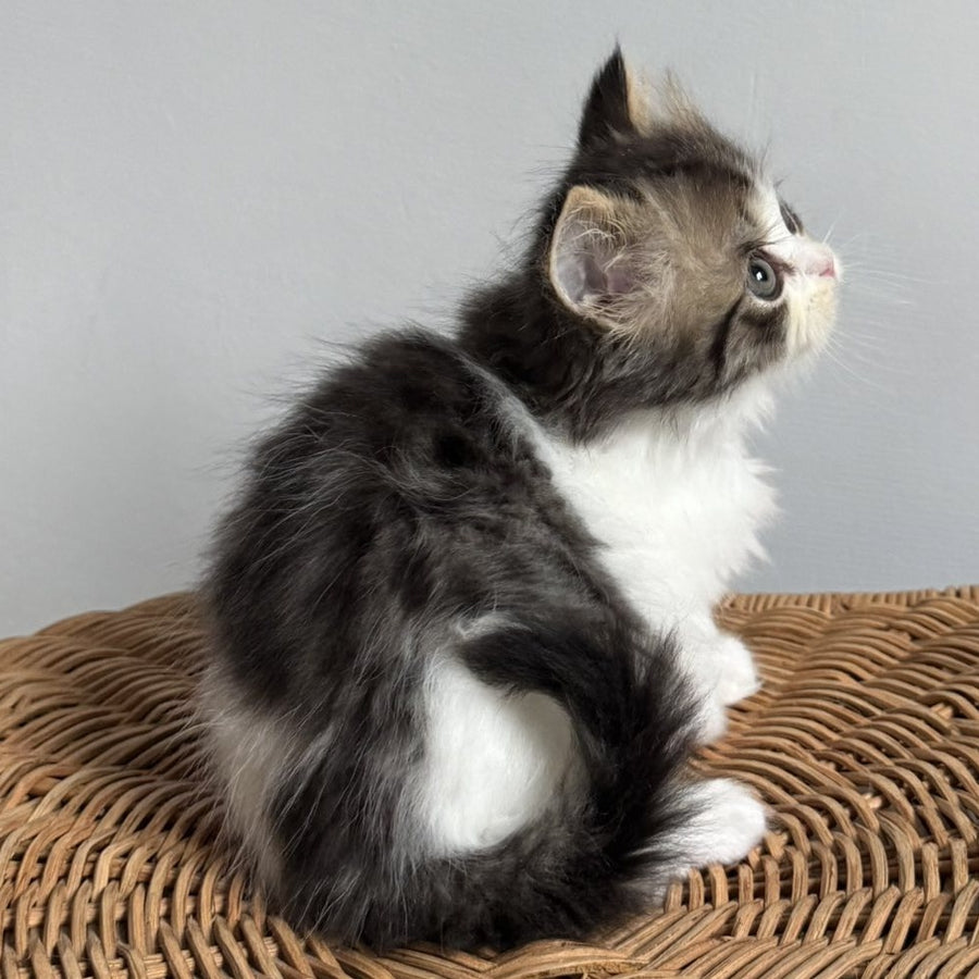 Kipish Scottish Straight male, black tabby bicolour
