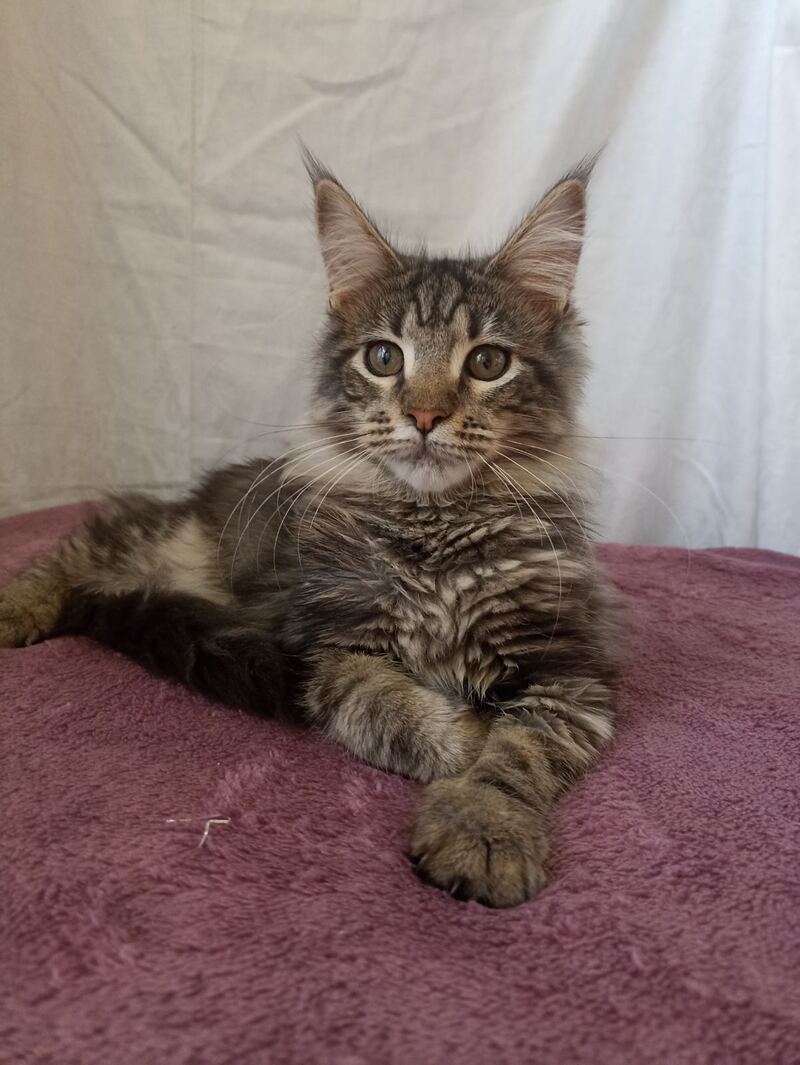 Yara Maine Coon female, black silver tabby