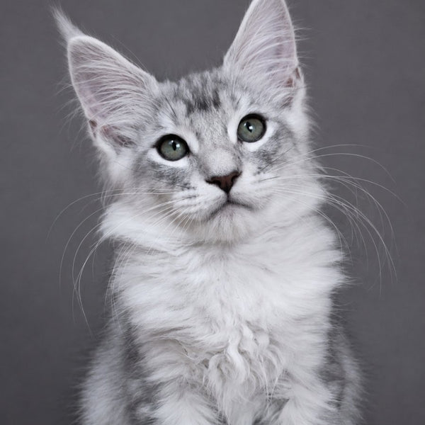 Teddy Bear, Maine Coon male, blue silver tabby
