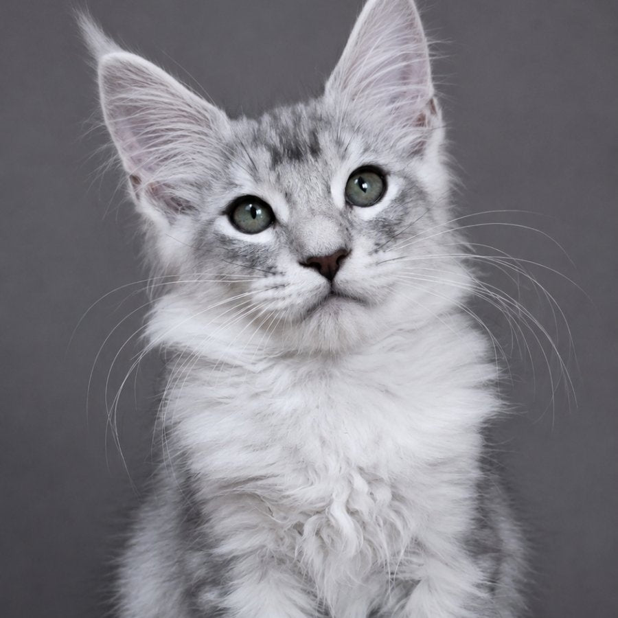 Teddy Bear, Maine Coon male, blue silver tabby