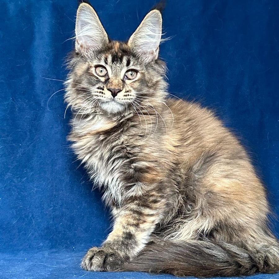 Lapushka Maine Coon ffemale, black tortie ticked tabby