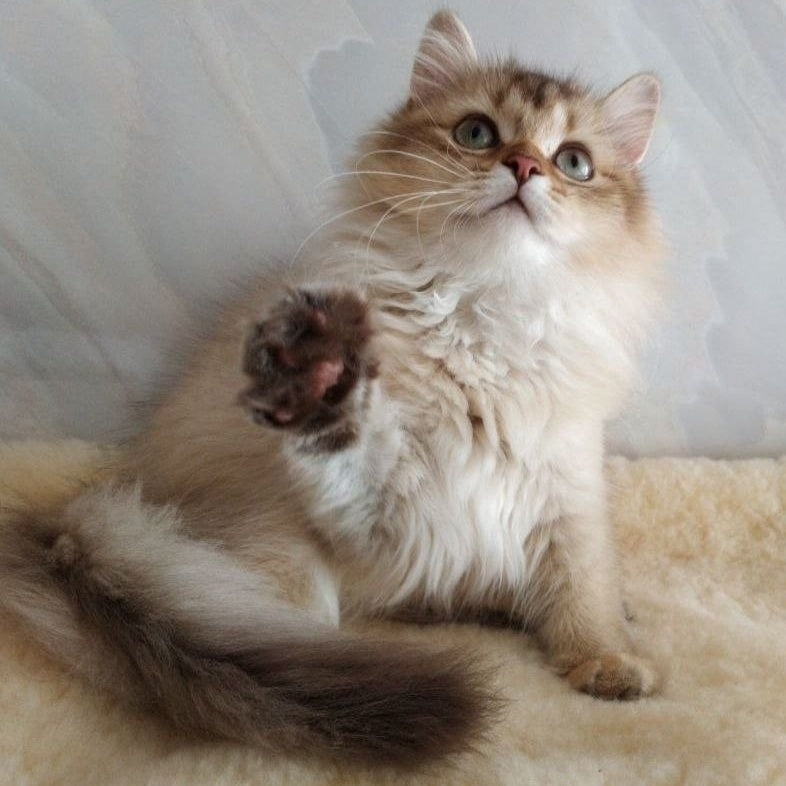 Corby Scottish Straight male, chocolate golden ticked tabby