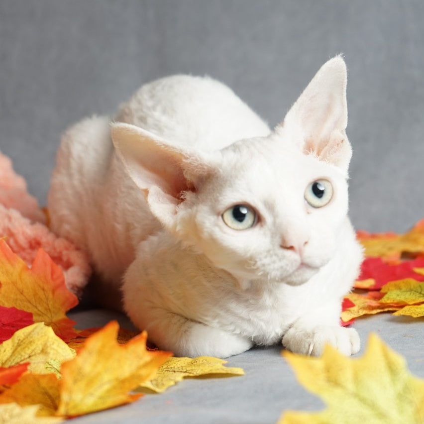 Nika Devon Rex female, white