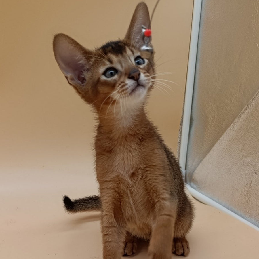 Morgan Abyssinian male, black