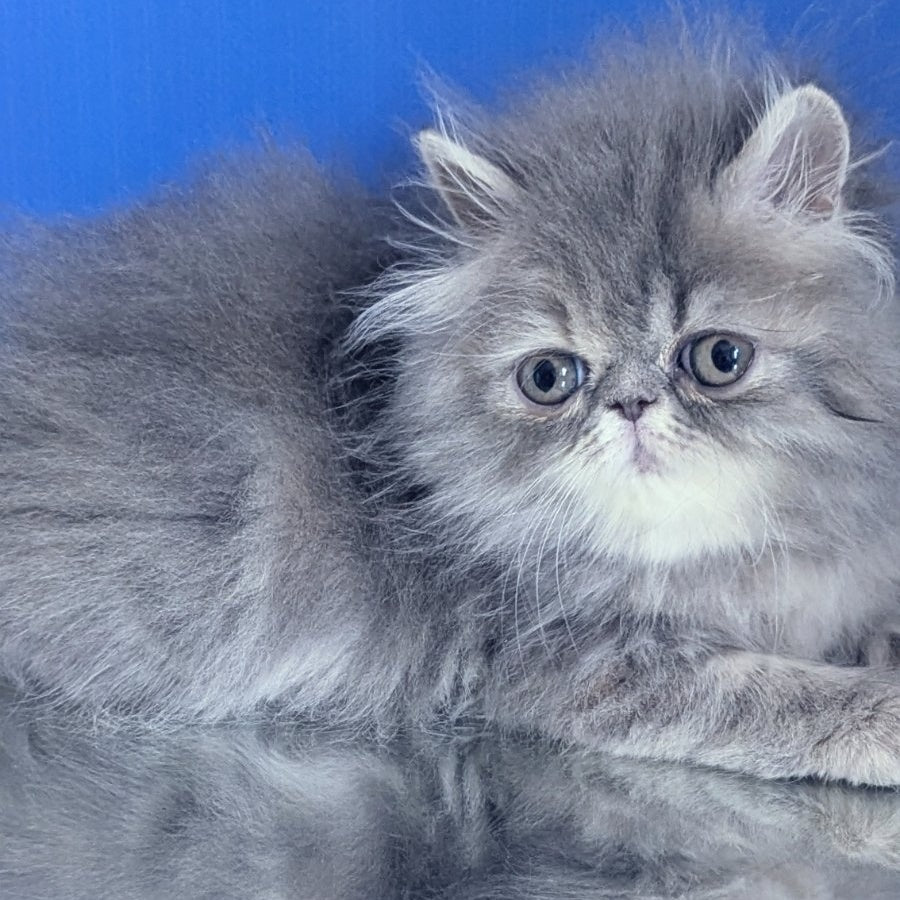 Patricia Persian female, blue tortie