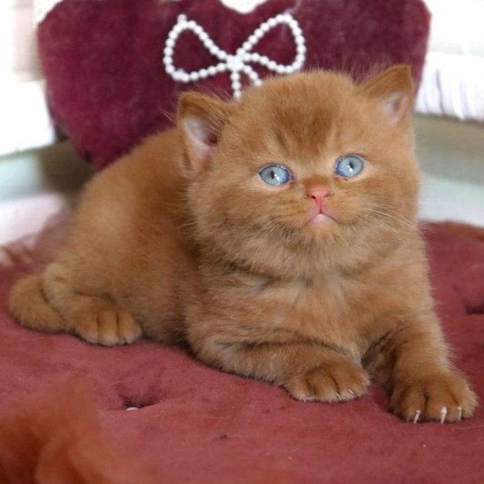 Redmy British Shorthair female, cinnamon