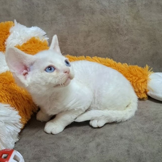 Fabio Devon Rex male, white