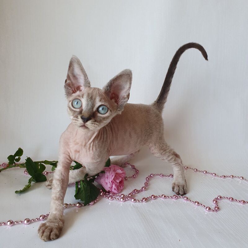 Samantha Devon Rex female black tabby pointed - live animals