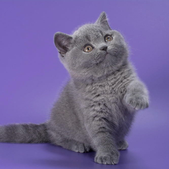Neville British Shorthair male, blue