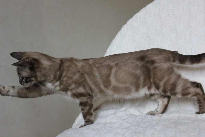 Platon Bengal male, black spotted tabby pointed