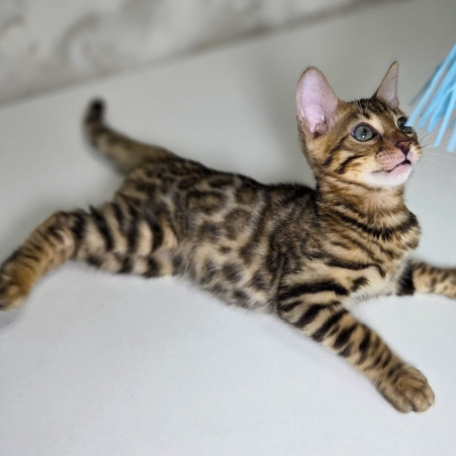 King Bengal male, black spotted tabby