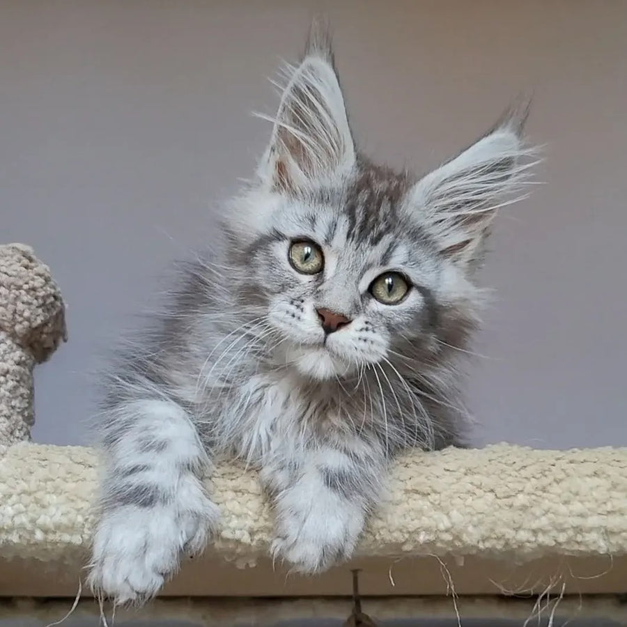 Hugo Maine Coon polydactyl 6x6x6x6 male, black silver tabby