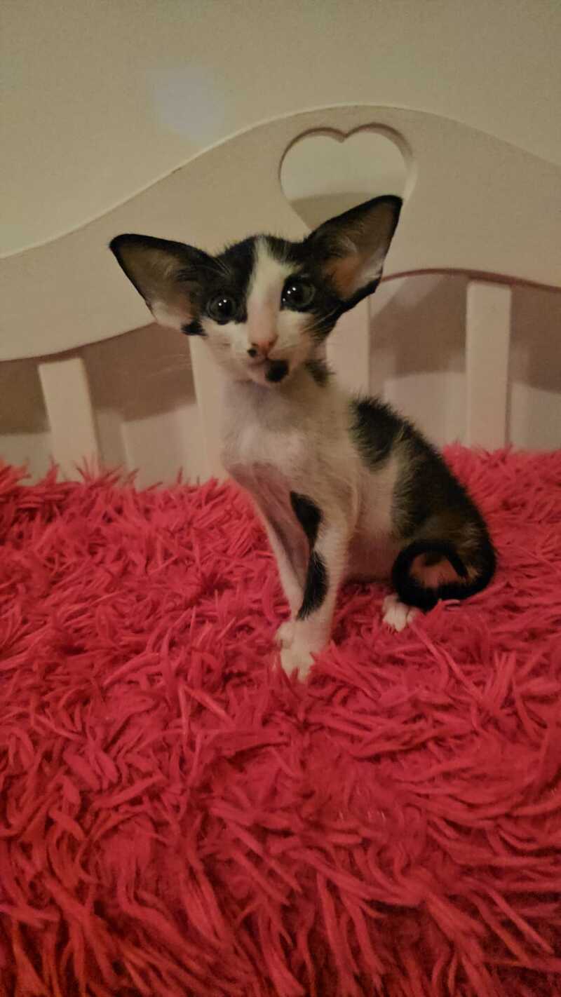 Sindy Oriental Shorthair female, black bicolour