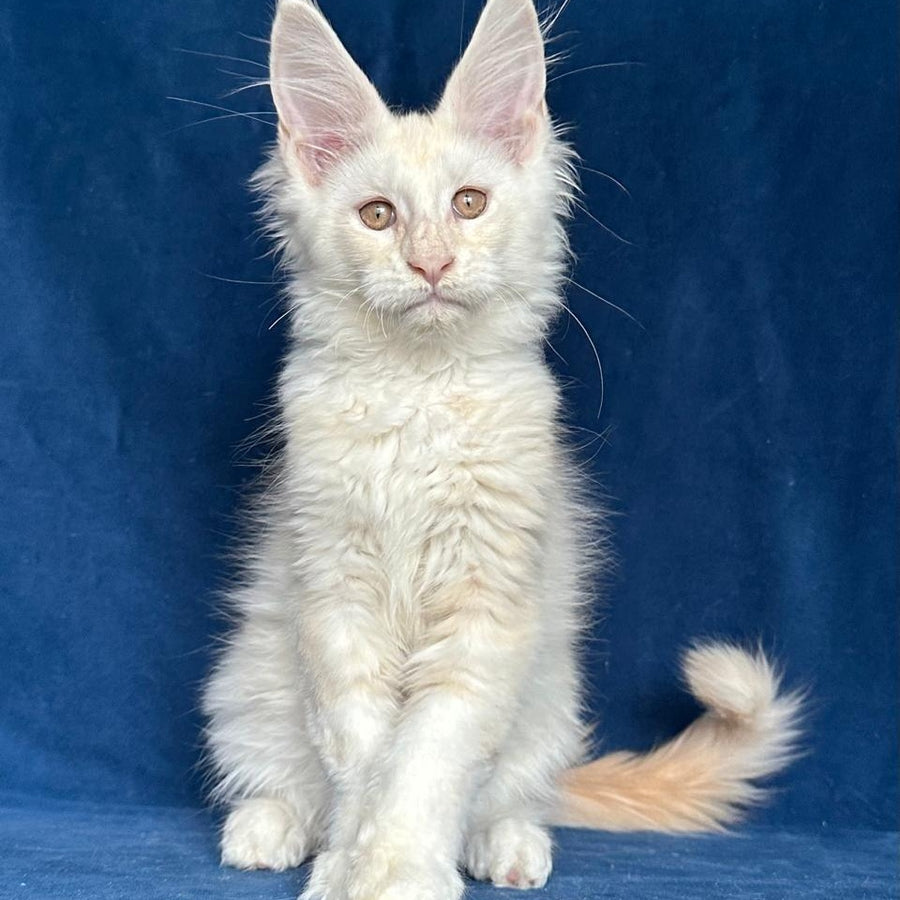 Large Sam Maine Coon male, red silver shaded