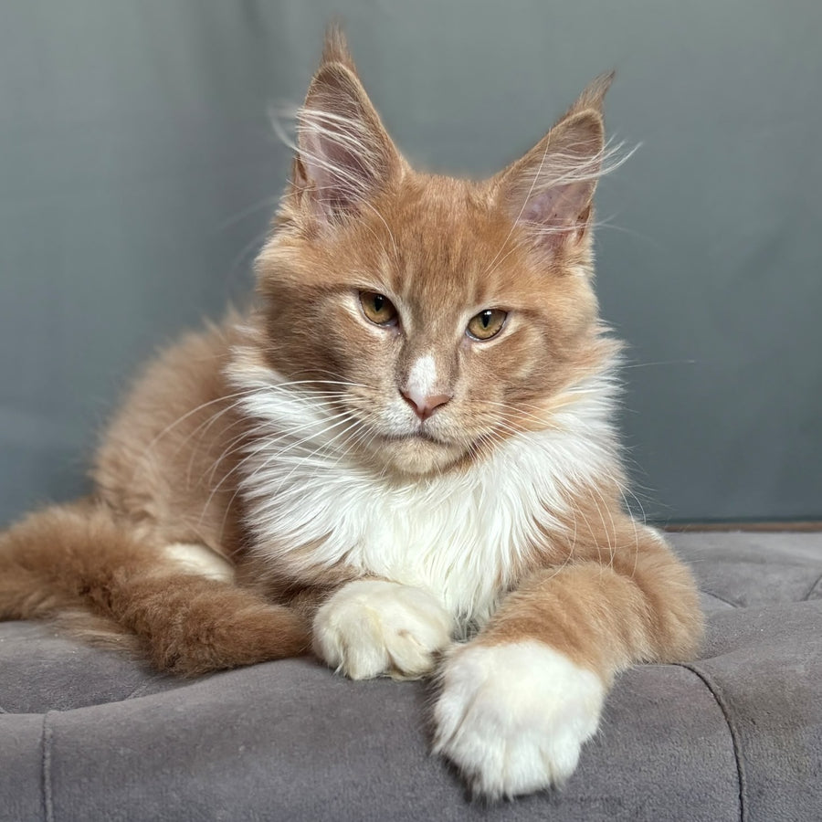 Casper Maine Coon male, cream bicolour