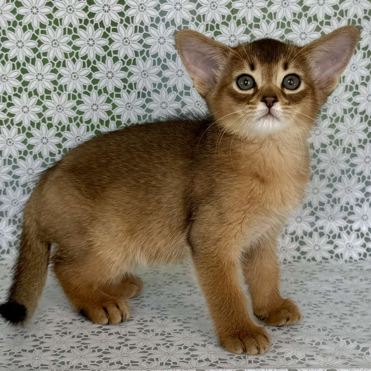 Hrizantema Abyssinian female, ruddy