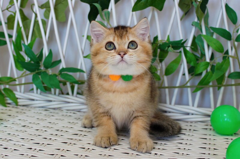 Ivan British Shorthair male, black golden ticked tabby