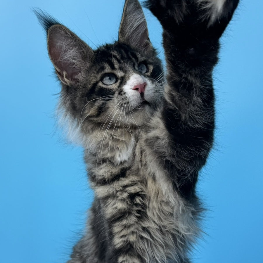 Kira’s Maine Coon polydactyl 6x6x6x6 male, black spotted tabby bicolour