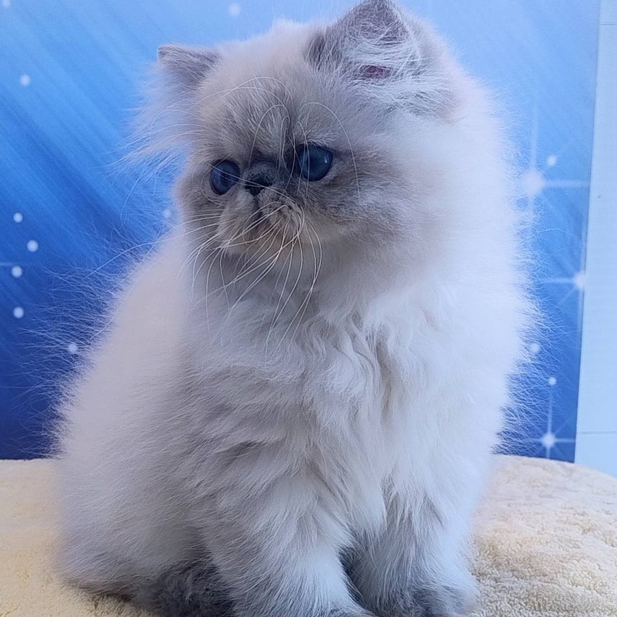 Hogan Persian male, blue tabby pointed