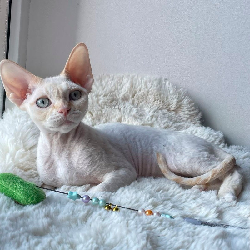 Ivar Sunrise Devon Rex male red tabby pointed - live animals