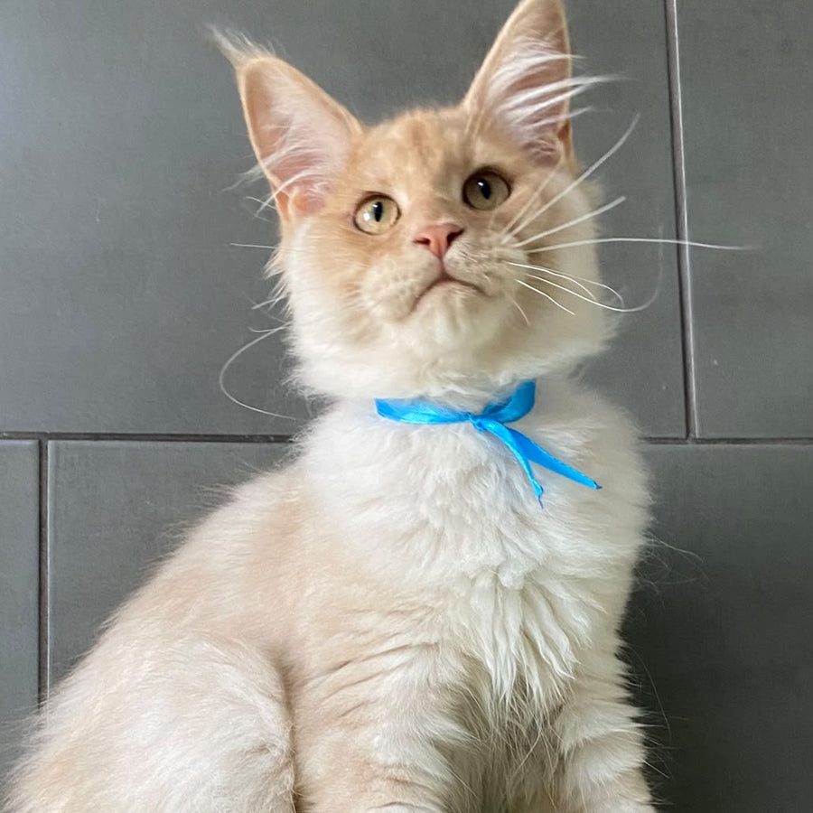 Wakayama Maine Coon male, cream silver
