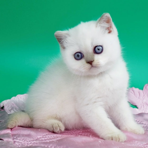 Bublik British Shorthair male, fawn pointed