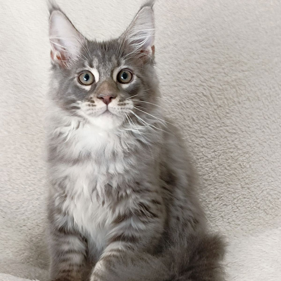Quester King Maine Coon male, blue tabby