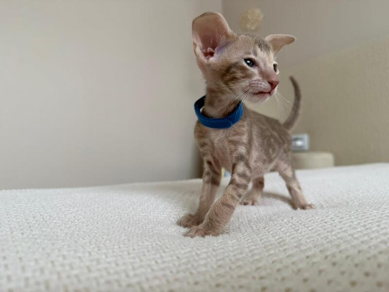 Atlas Oriental Shorthair male lilac tabby - live animals