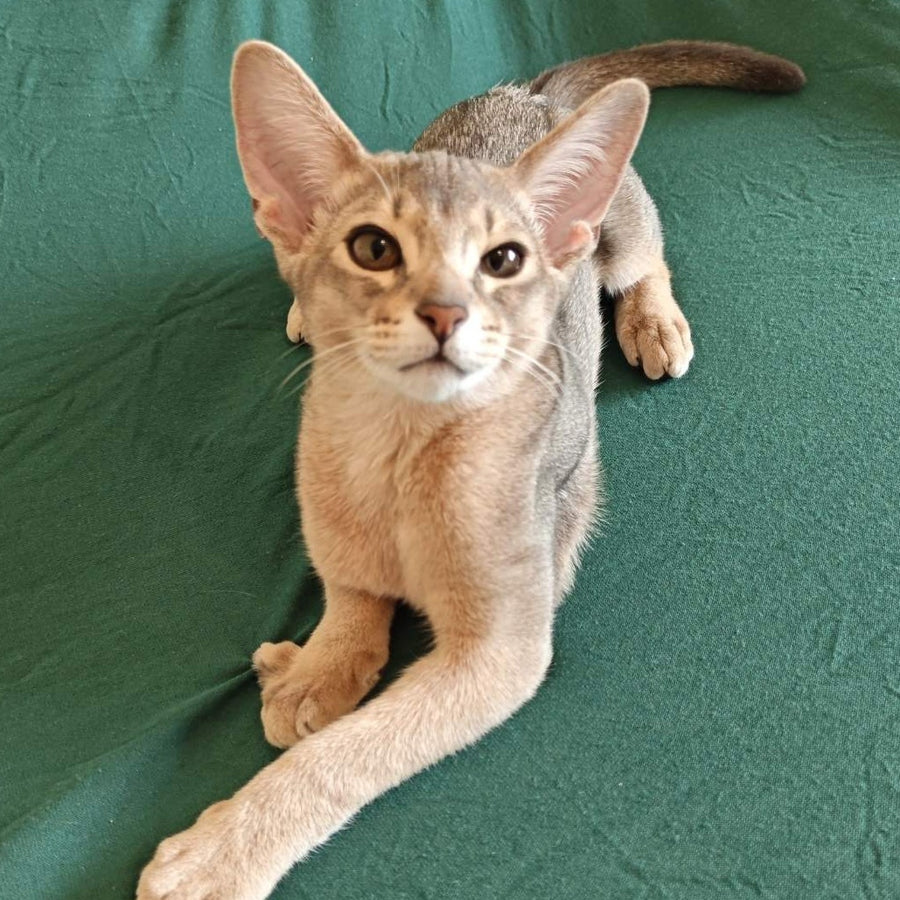 Kai Abyssinian male, blue