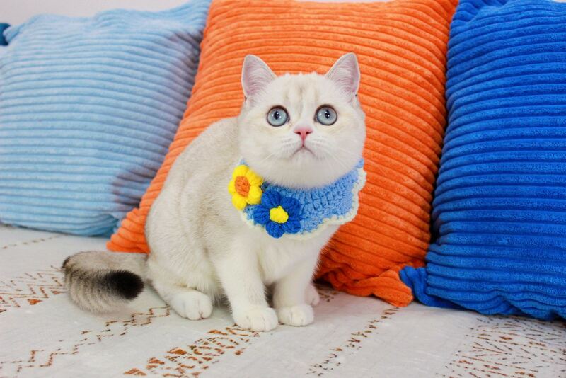 Isida Scottish Straight female chocolate golden ticked tabby pointed bicolour - live animals