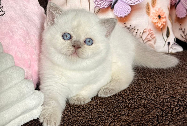 Beauty British Shorthair female fawn pointed - live animals