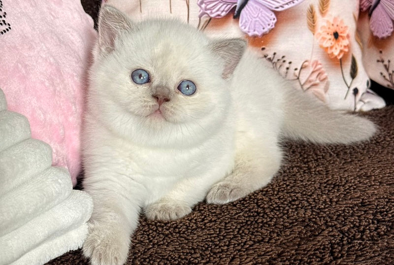 Beauty British Shorthair female fawn pointed - live animals