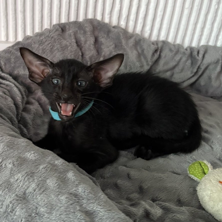 Dexter Oriental Shorthair male, black